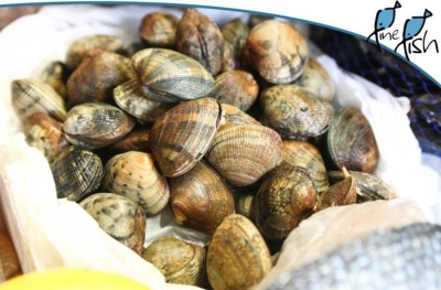 clams-1.jpg